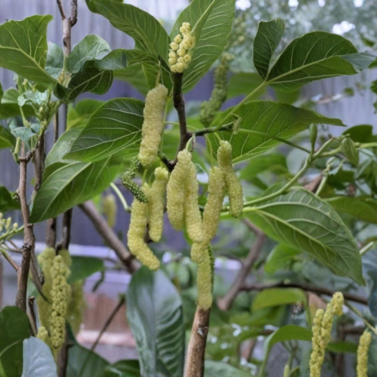 Rare White Mulberry Tree Live Plant, Long Fruit Mulberry, 2–3 Ft Tall, 3 Gallon Grow Bag, Edible Fruit Tree