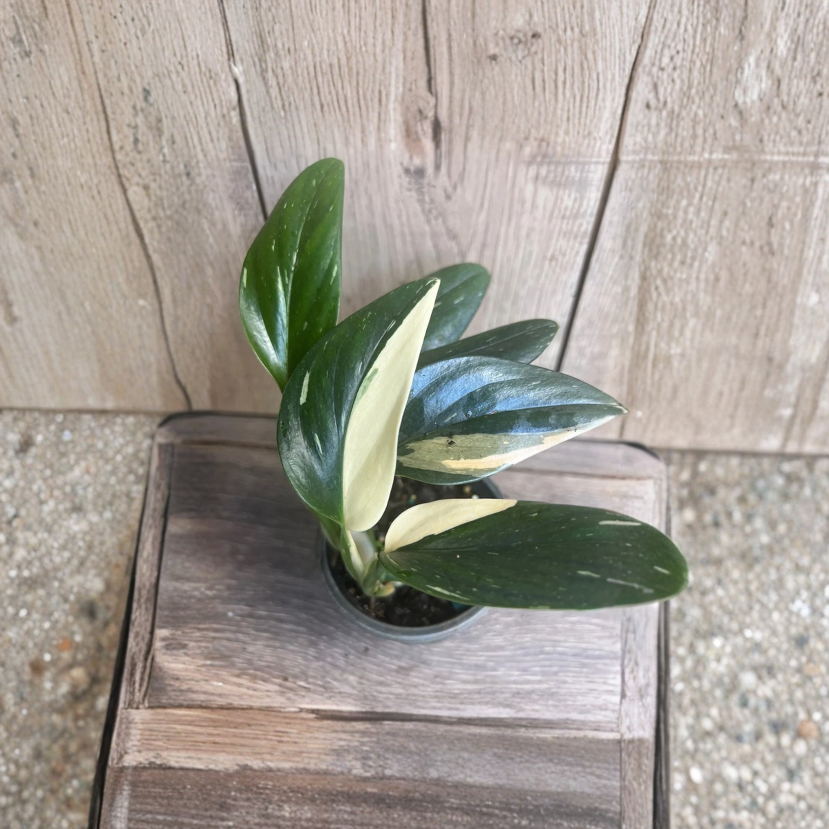 Monstera Standleyana Albo Live Plant, Variegated Philodendron Cobra in 4 Inch Pot, Rare White Variegated Tropical Houseplant
