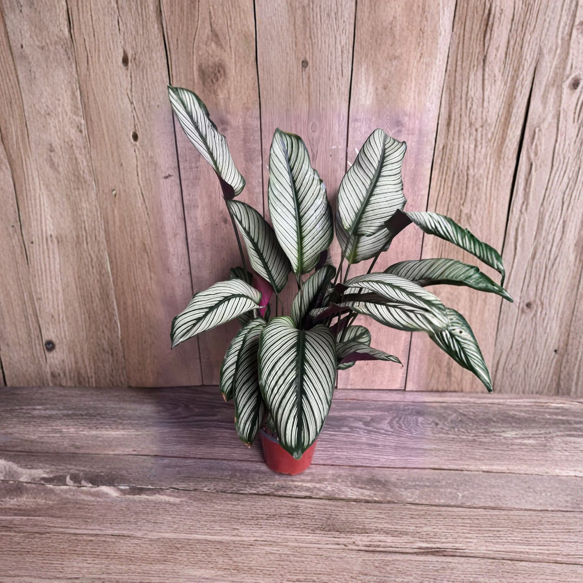 Calathea White Star Live Plant, Calathea Majestica in 6 Inch Pot, Pink Striped Prayer Plant, Tropical Indoor Houseplant, Decorative Foliage