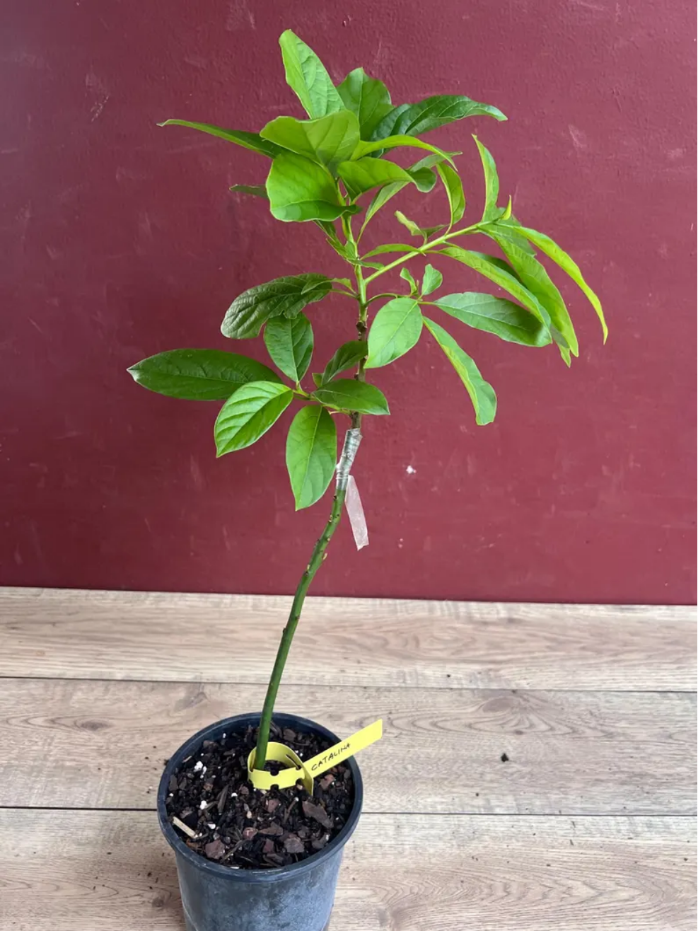 Catalina Grafted Avocado Tree in 6 Inch Pot, Live Avocado Plant, Tropical Fruit Tree for Sunny Garden or Patio