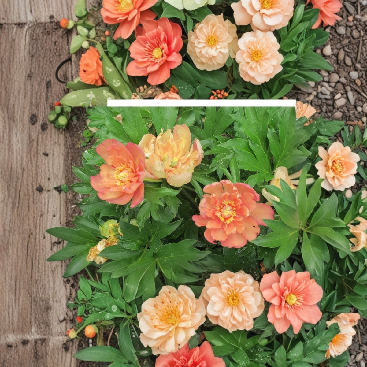 Garden Candy Summer Sunset Itoh Peony Live Plant, Peach Yellow Double Flowers, Perennial Peony, 1 Foot Tall, 6 Inch Pot
