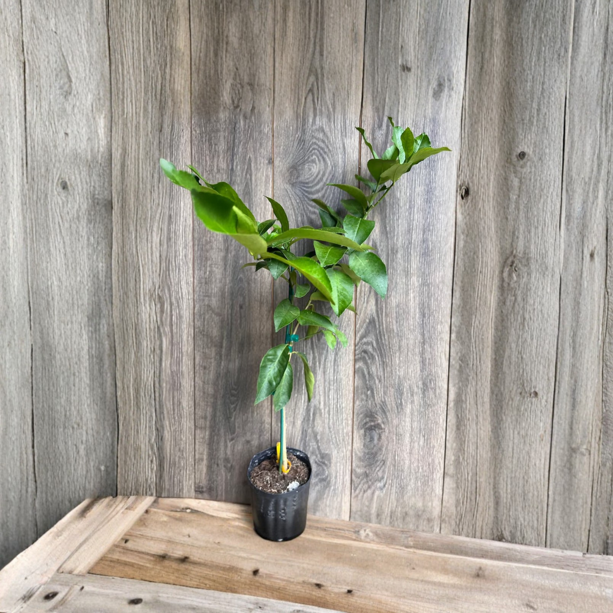 Ponderosa Grafted Lemon Tree in Half Gallon Pot, American Wonder Lemon Plant, Live Citrus Fruit Tree for Patio or Garden
