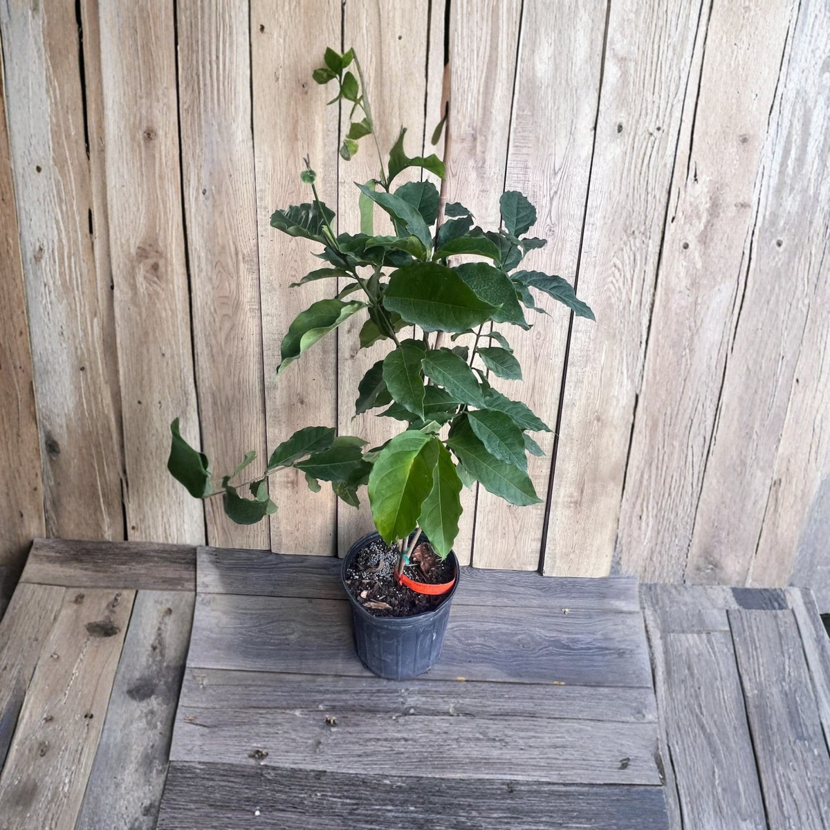 Santol Fruit Tree Live Plant, Sandoricum koetjape in 10 Inch Pot, Cotton Fruit Tree, Sentul Buah Kecapi Tropical Fruit Tree