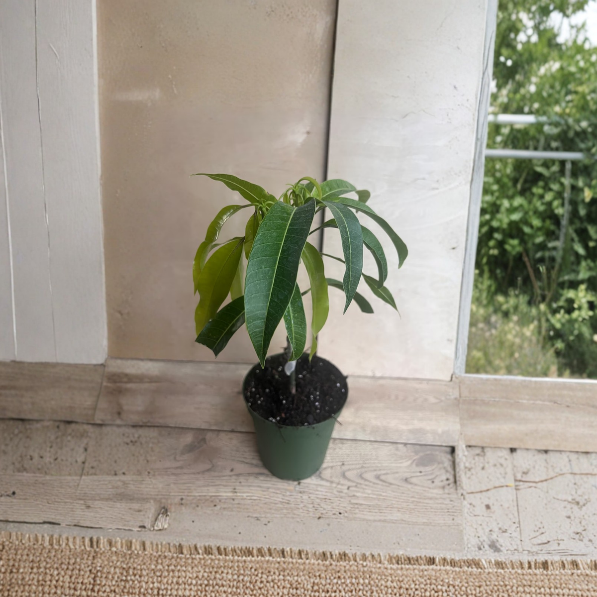 Catalina Grafted Avocado Tree in 3 Gallon Pot, Live Avocado Fruit Tree, Tropical Garden Plant, Persea americana