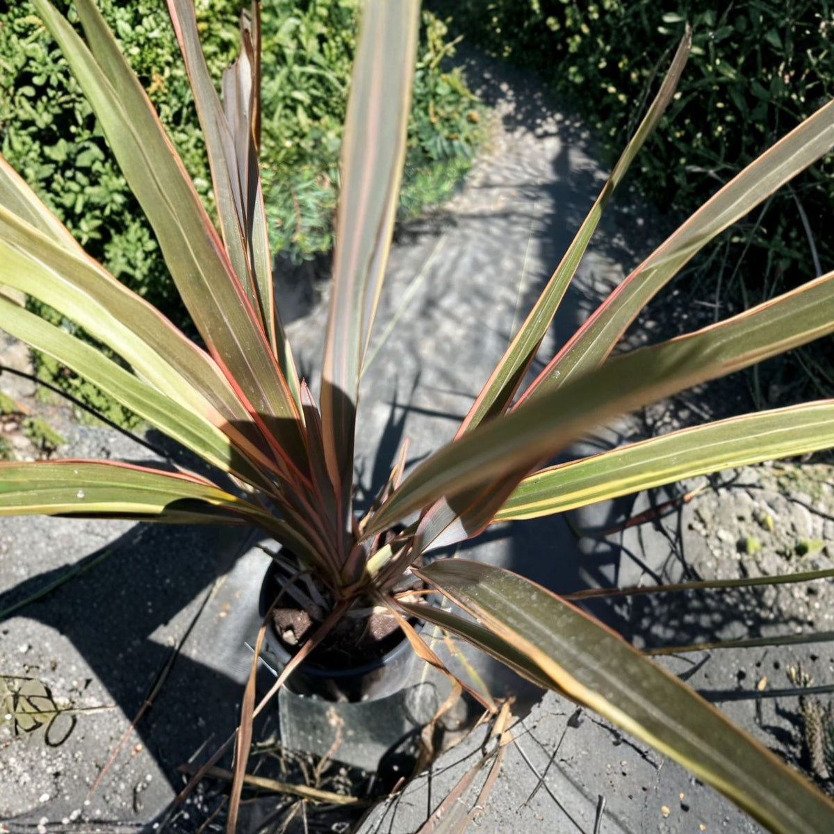 **SEO Title** Assorted Phormium Tenax Live Plant, New Zealand Flax Ornamental Grass, 1 Foot Tall, 1 Gallon Pot, Garden Accent Plant