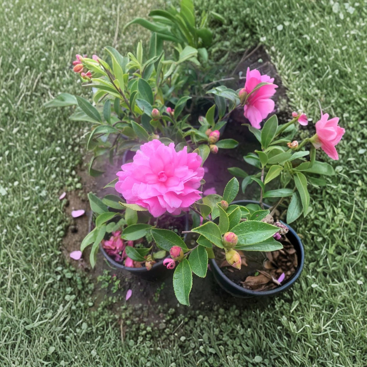 Chansonette Camellia Live Plant, Camellia sasanqua, Pink Flowering Evergreen Shrub, 1 Foot Tall, 6 Inch Pot