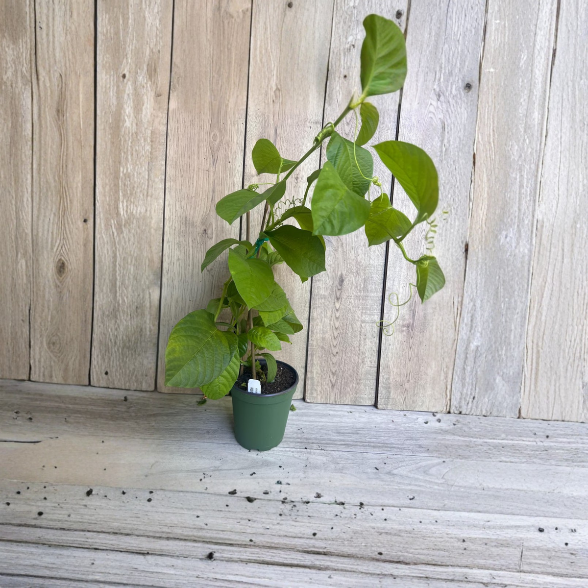Granadilla Live Plant, Passiflora Ligularis, Sweet Passion Fruit Vine, Tropical Climbing Fruit Plant, Half Gallon Pot