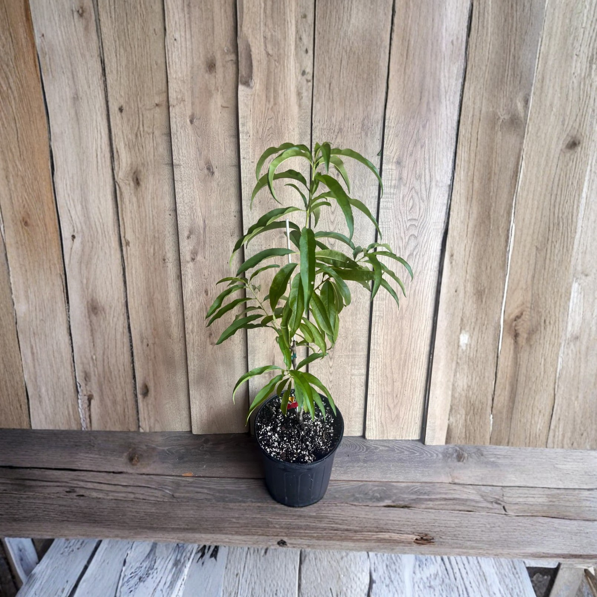 Bondyk Mango Tree Grafted Live Plant, 3 Gallon Pot, Tropical Fruit Tree, Mangifera indica, Home Orchard Garden Plant