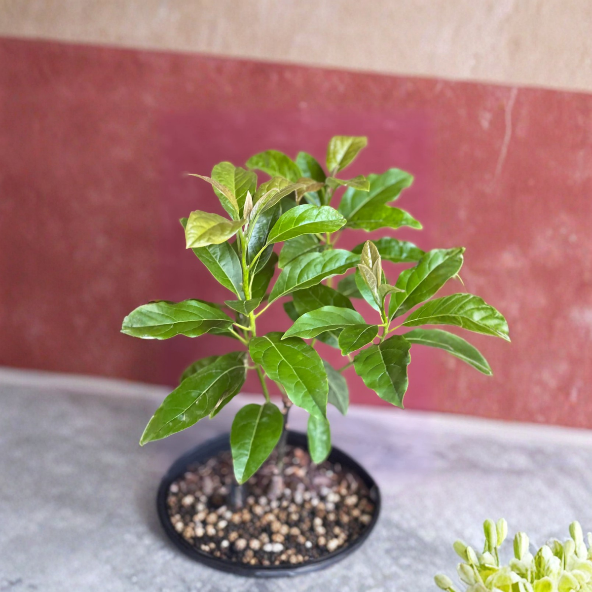 Mexicola Grande Avocado Tree, Grafted Live Fruit Tree in 3 Gallon Pot, Cold Hardy Avocado Plant, Persea americana, Tropical Garden