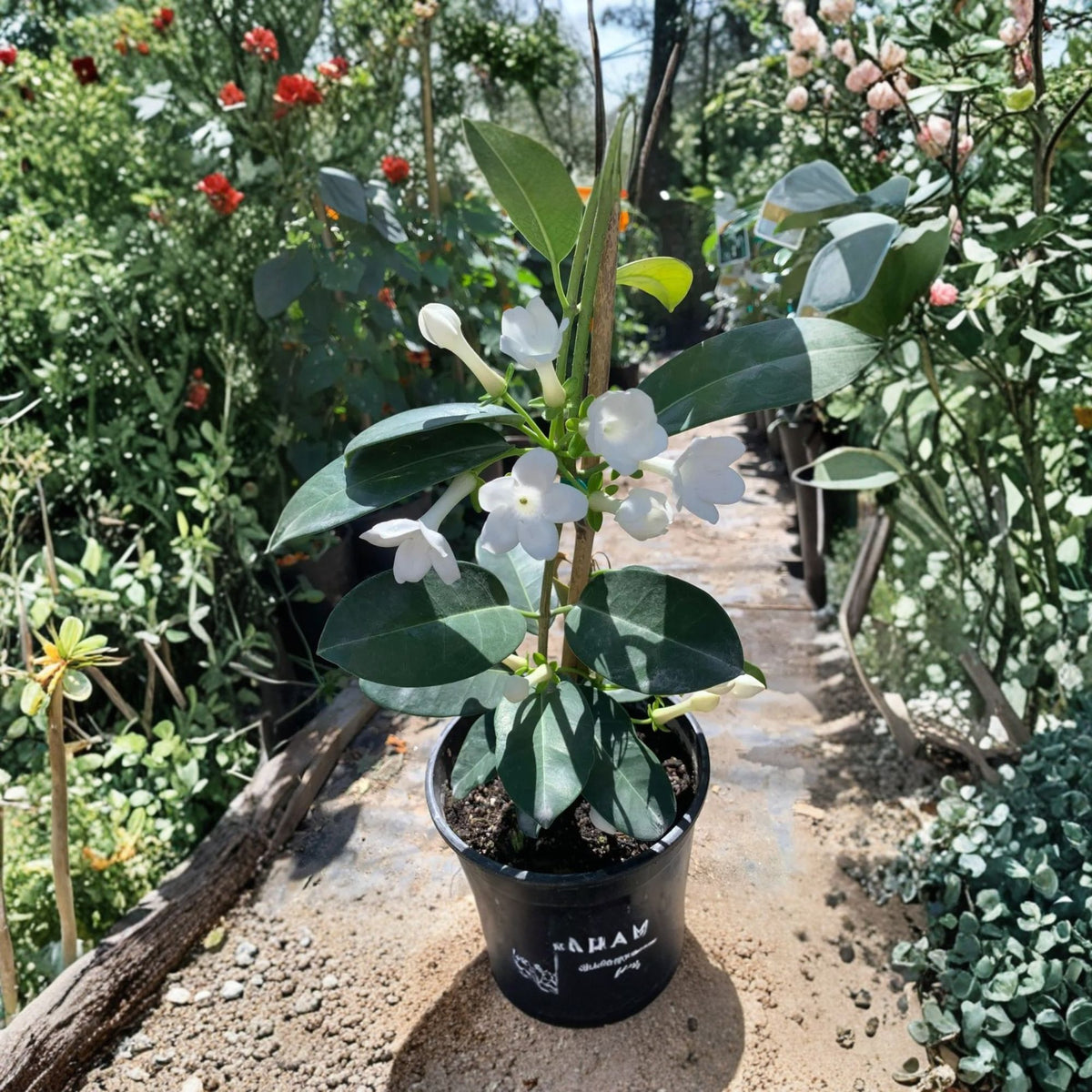 Madagascar Jasmine Live Plant, Stephanotis floribunda, Fragrant White Flowering Vine, Evergreen Climbing Plant, 1 Foot Tall, 6 Inch Pot