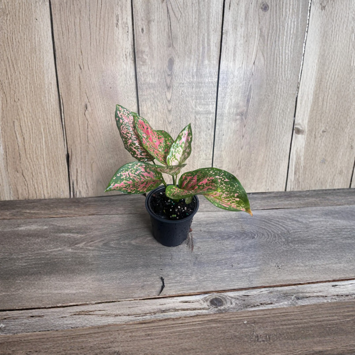Aglaonema Wishes Red Valentine Live Plant, 4 Inch Pot, Pink Red Variegated Chinese Evergreen, Colorful Indoor Houseplant