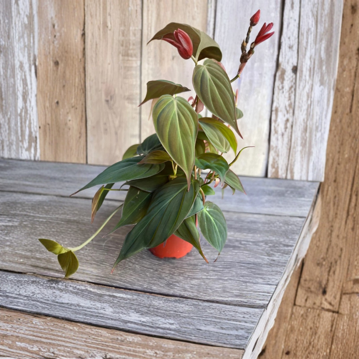 Philodendron Micans Live Plant, Velvet Leaf Heartleaf Philodendron, Trailing Indoor Houseplant, 4 Inch Pot