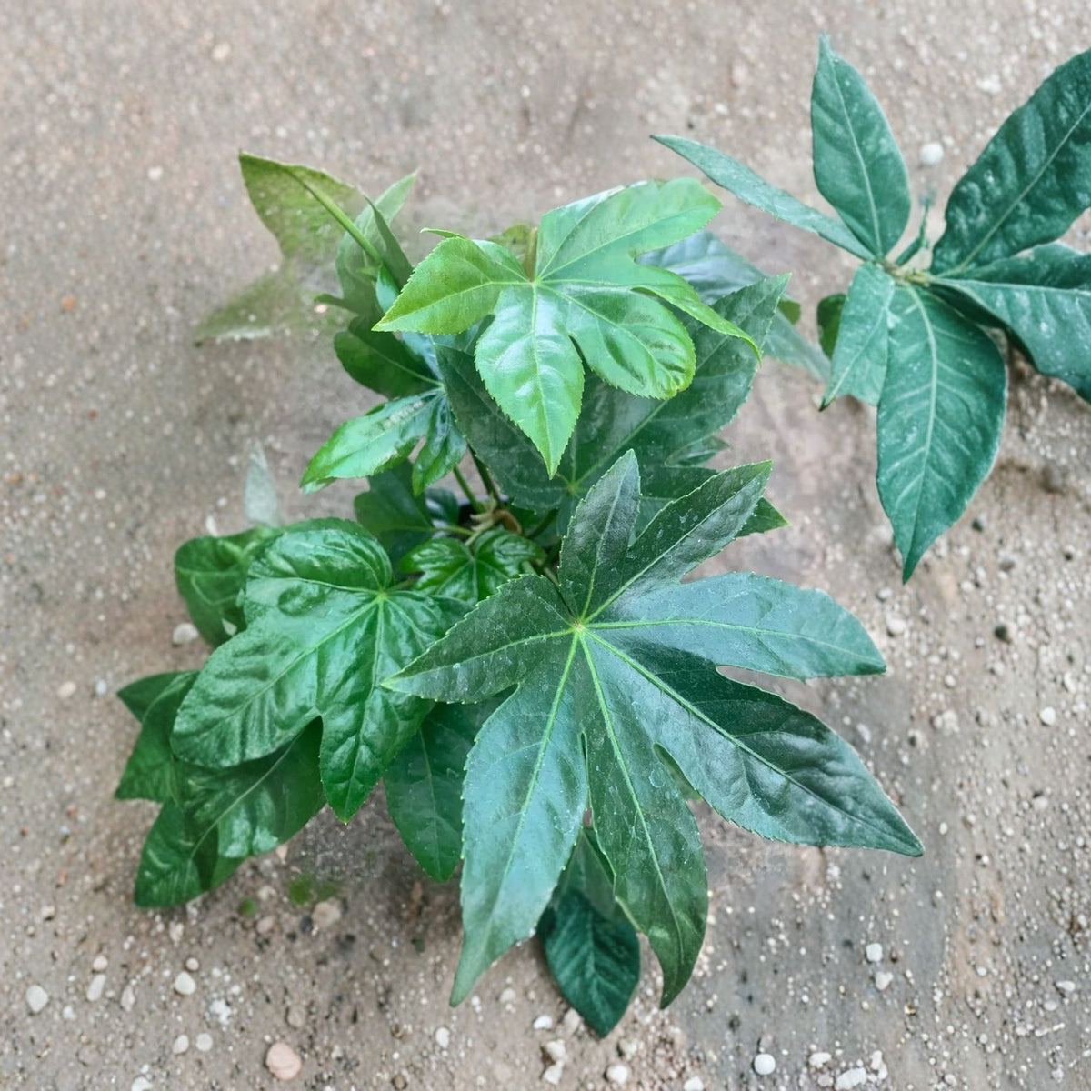 Japanese Aralia Live Plant, Fatsia japonica, Tropical Evergreen Foliage Shrub, Large Lobed Leaves, 6–8 Inches Tall, 1 Gallon Pot