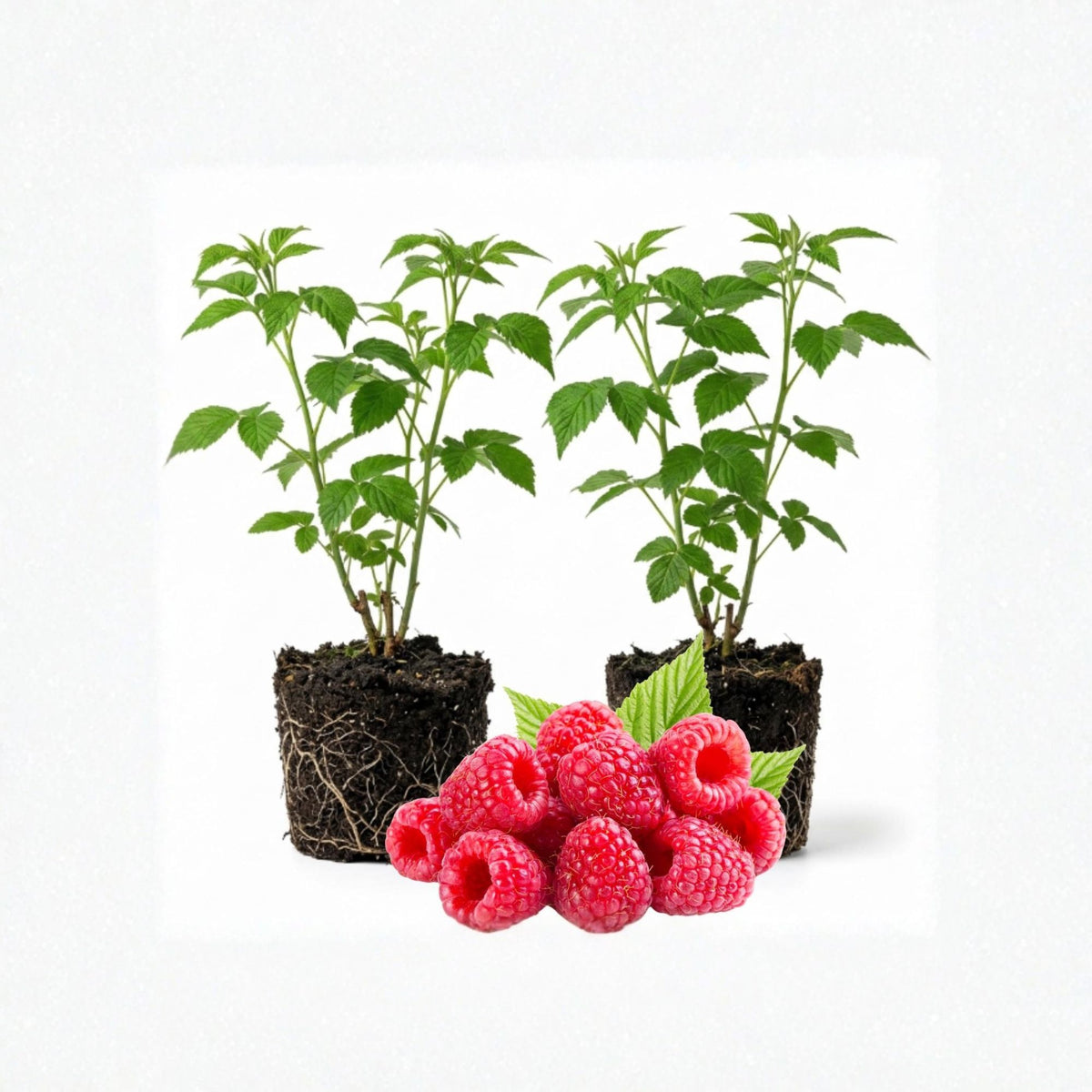 Willamette Raspberry Starter Plants, 12 Live Potted Plants, Heirloom Red Raspberry Bush, Sweet Tart Berries