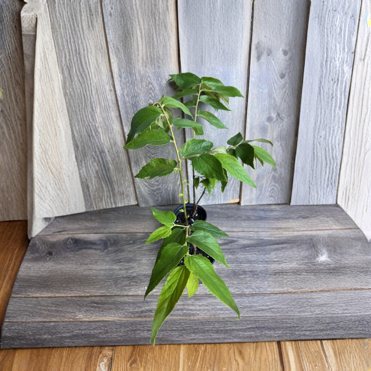 Jamaican Cherry Live Fruit Tree, Muntingia Calabura Strawberry Tree in 6 Inch Pot, Tropical Edible Fruit Plant