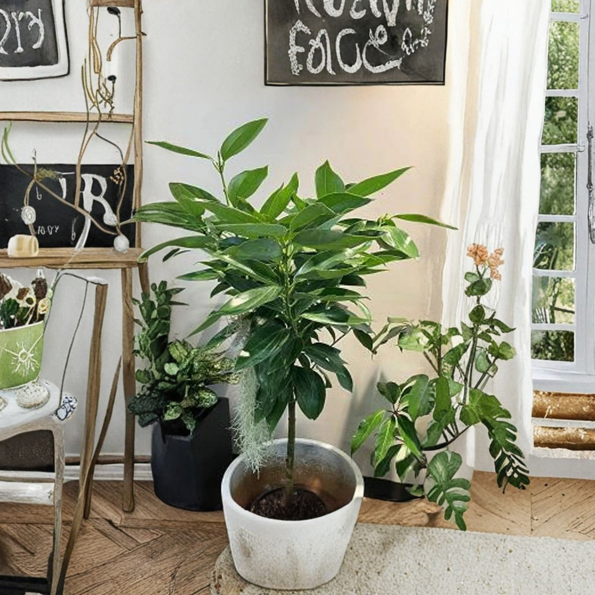 Cinnamon Tree Live Plant, Canela Cinnamon, Evergreen Spice Tree, 1 Foot Tall, Culinary Herb Plant, 6-Inch Pot