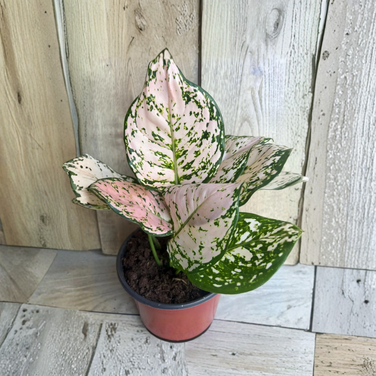 Aglaonema Pink Eileen Live Plant, 6 Inch Pot, Pink Red Green Foliage, Colorful Chinese Evergreen Houseplant, Easy Care Indoor Tropical Plant