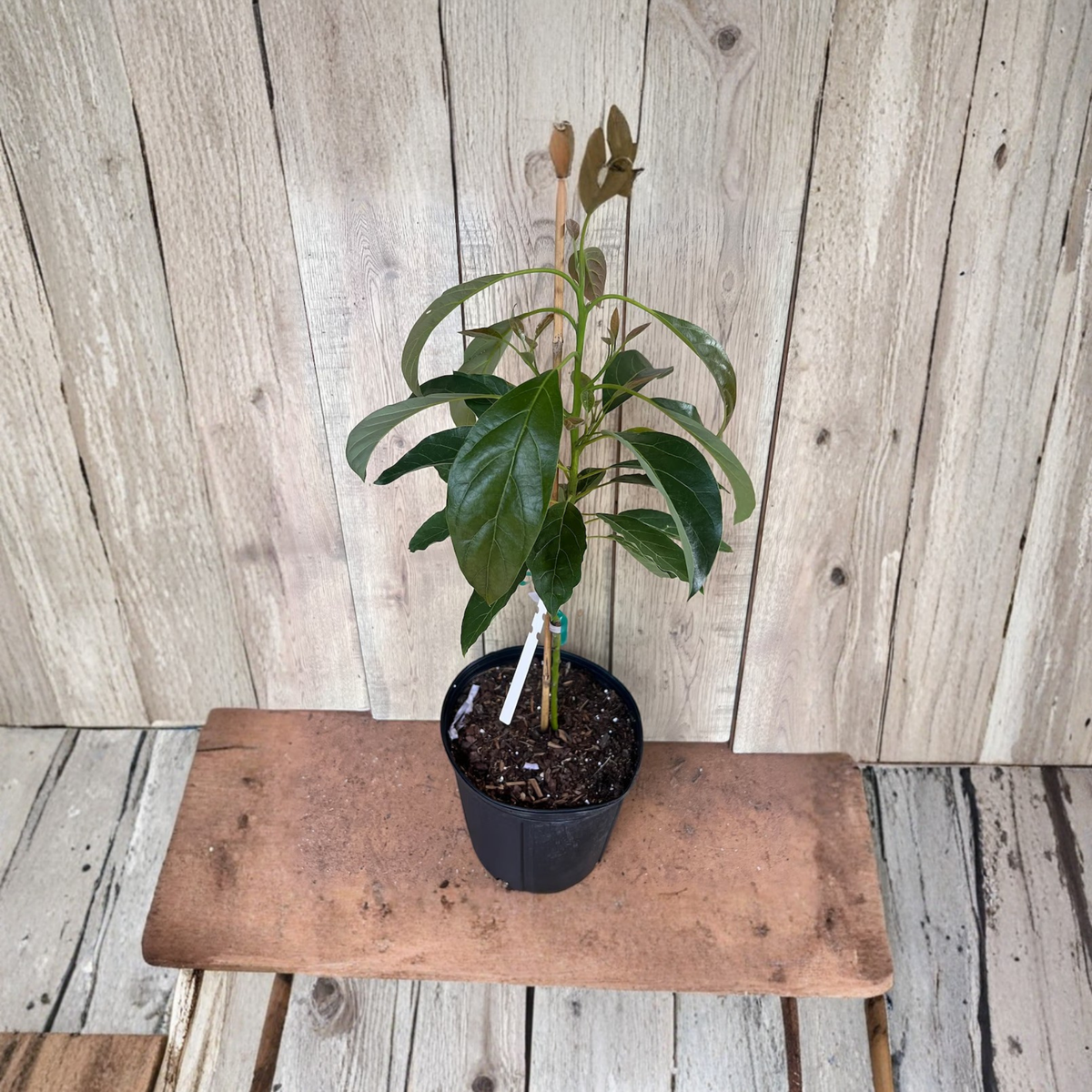 Grafted Hass Avocado Tree Live Plant, Persea americana, 3 Gallon Pot, Popular Fruit Tree for Home Orchard and Garden