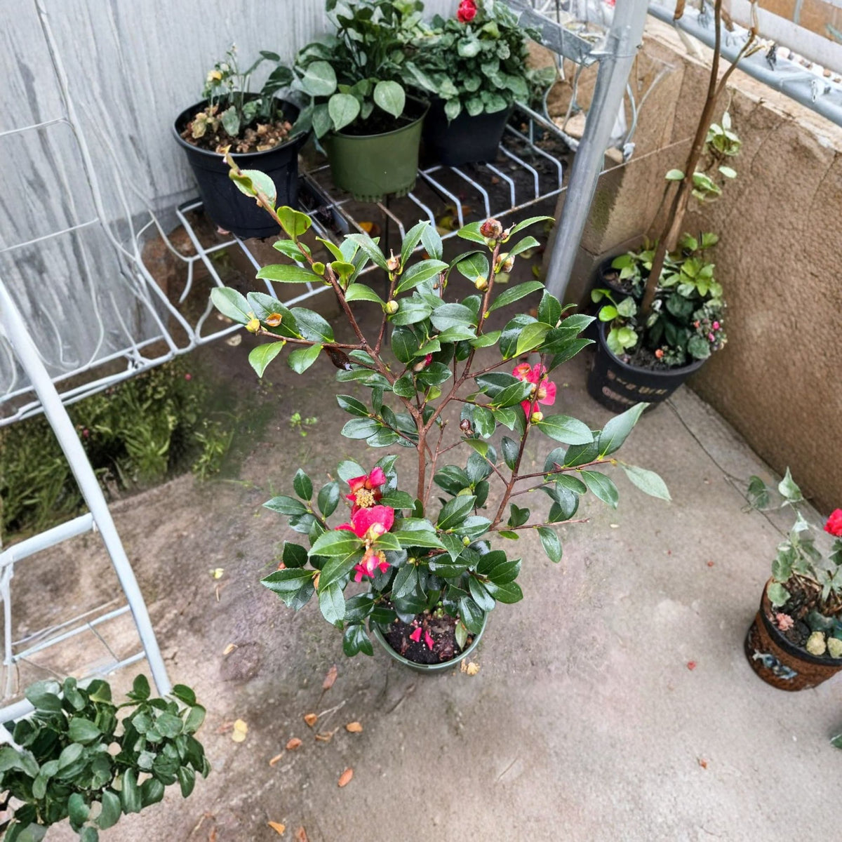 Yuletide Camellia Live Plant, Red Winter Blooms, Yellow Stamens, Mid-Season Flowering Evergreen Shrub, 6-Inch Pot