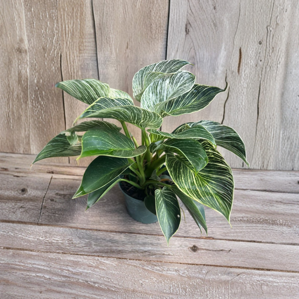 Philodendron Birkin Live Plant, 6 Inch Pot, White Pinstripe Variegated Leaves, Easy Care Tropical Houseplant, Indoor Green Foliage Decor