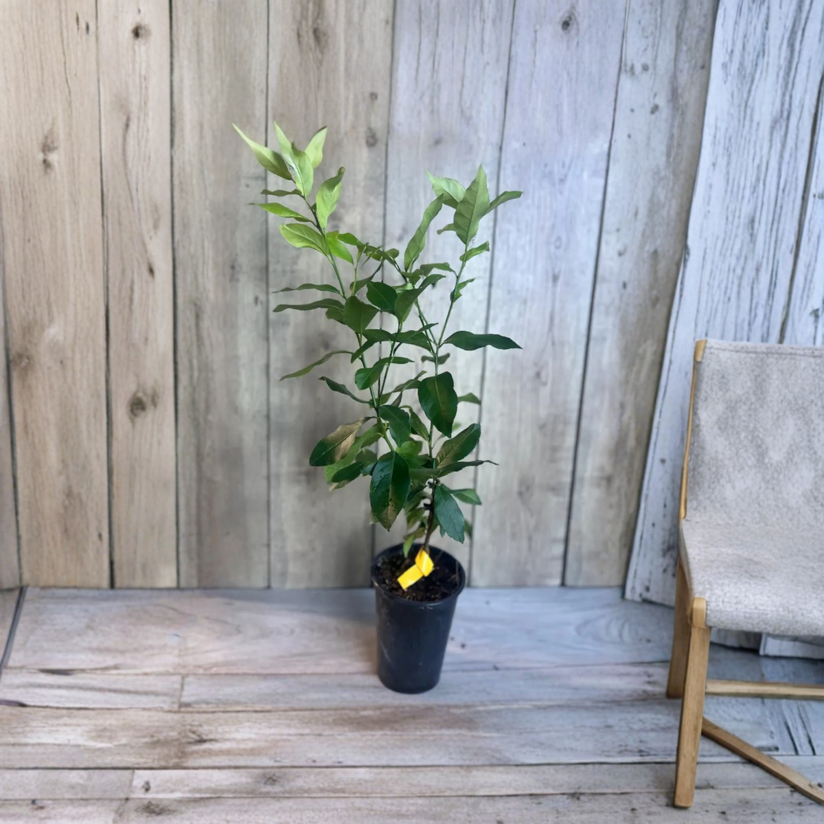 Eureka Lemon Live Plant, Citrus limon Fruit Tree in Half Gallon Pot, Evergreen Citrus Tree for Patio Garden and Home Orchard