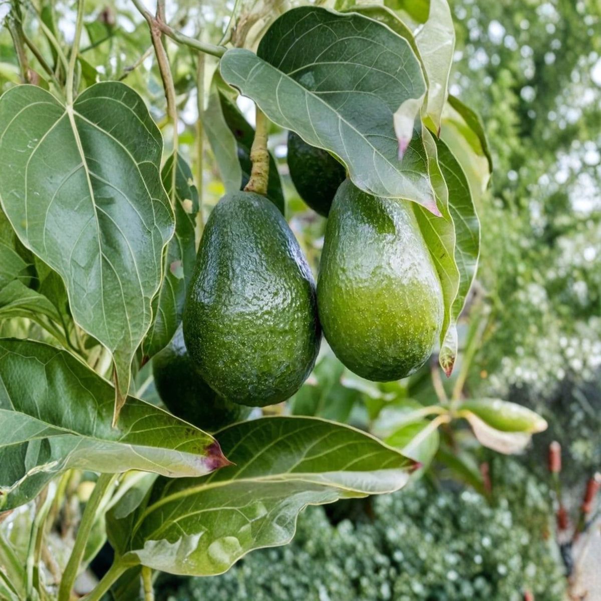 Day Avocado Grafted Live Tree, 1 Foot Tall, Pear-Shaped Fruit, Creamy Sweet Nutty Flavor, Cold Tolerant, 6-Inch Pot