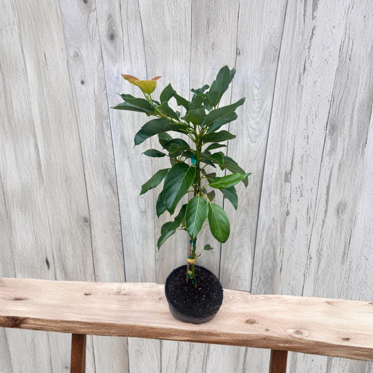 Brogdon Avocado Tree Live Plant, Grafted Persea Americana, 3 Gallon Pot, Purple Skin Avocado Fruit Tree, Cold Tolerant Tropical Tree