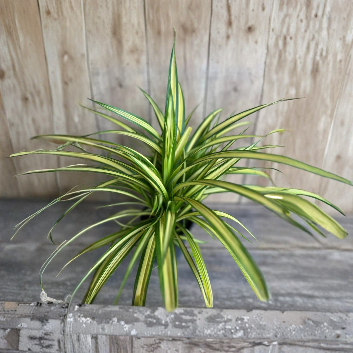 Variegated Dwarf Pandanus Live Plant, Pandanus baptistii Aureus in 1 Gallon Pot, Golden Yellow Foliage Tropical Ornamental Plant