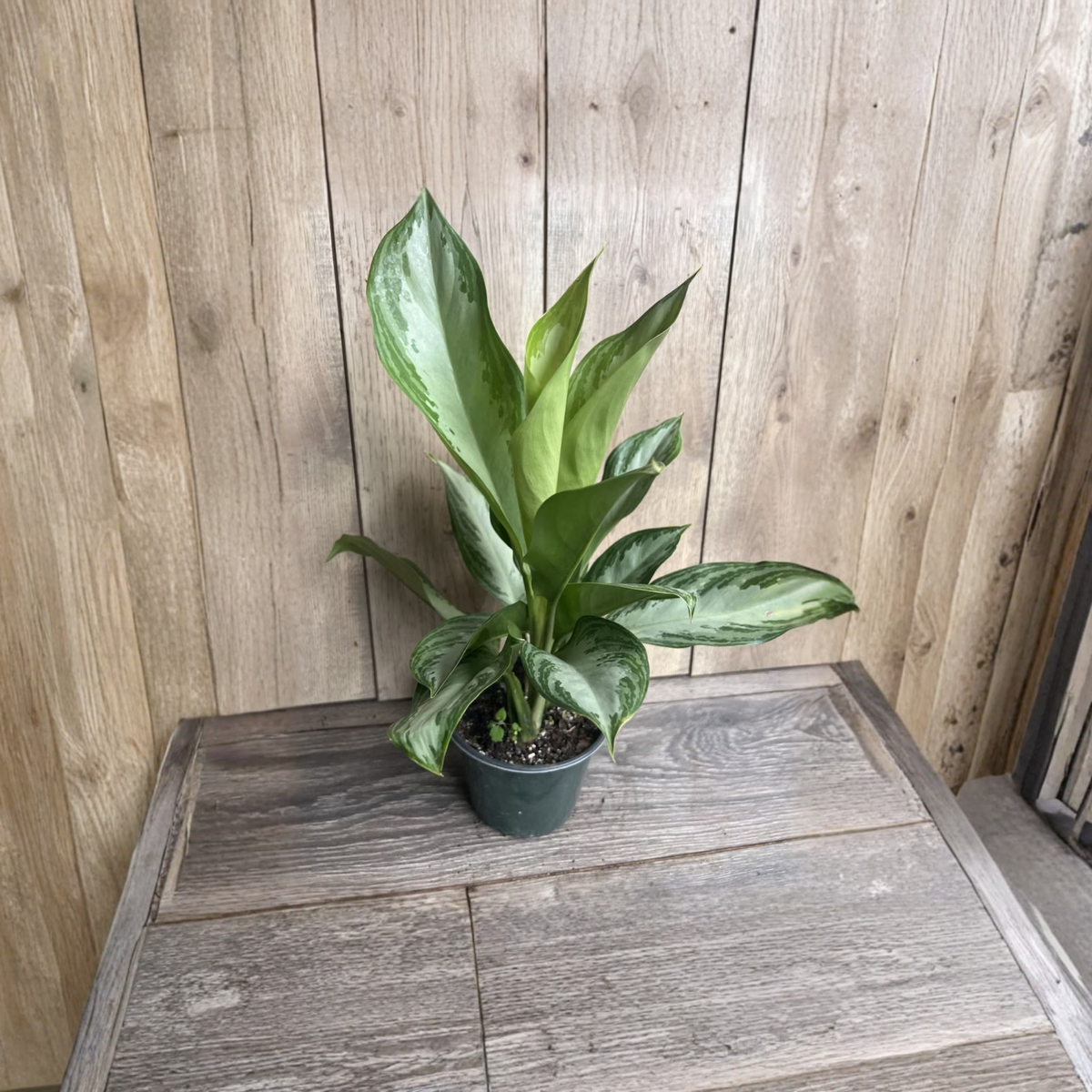 Aglaonema Silver Bay Live Plant, 6 Inch Pot, 18–24 Inch Tall Chinese Evergreen, Silver Green Foliage, Easy Care Indoor Houseplant