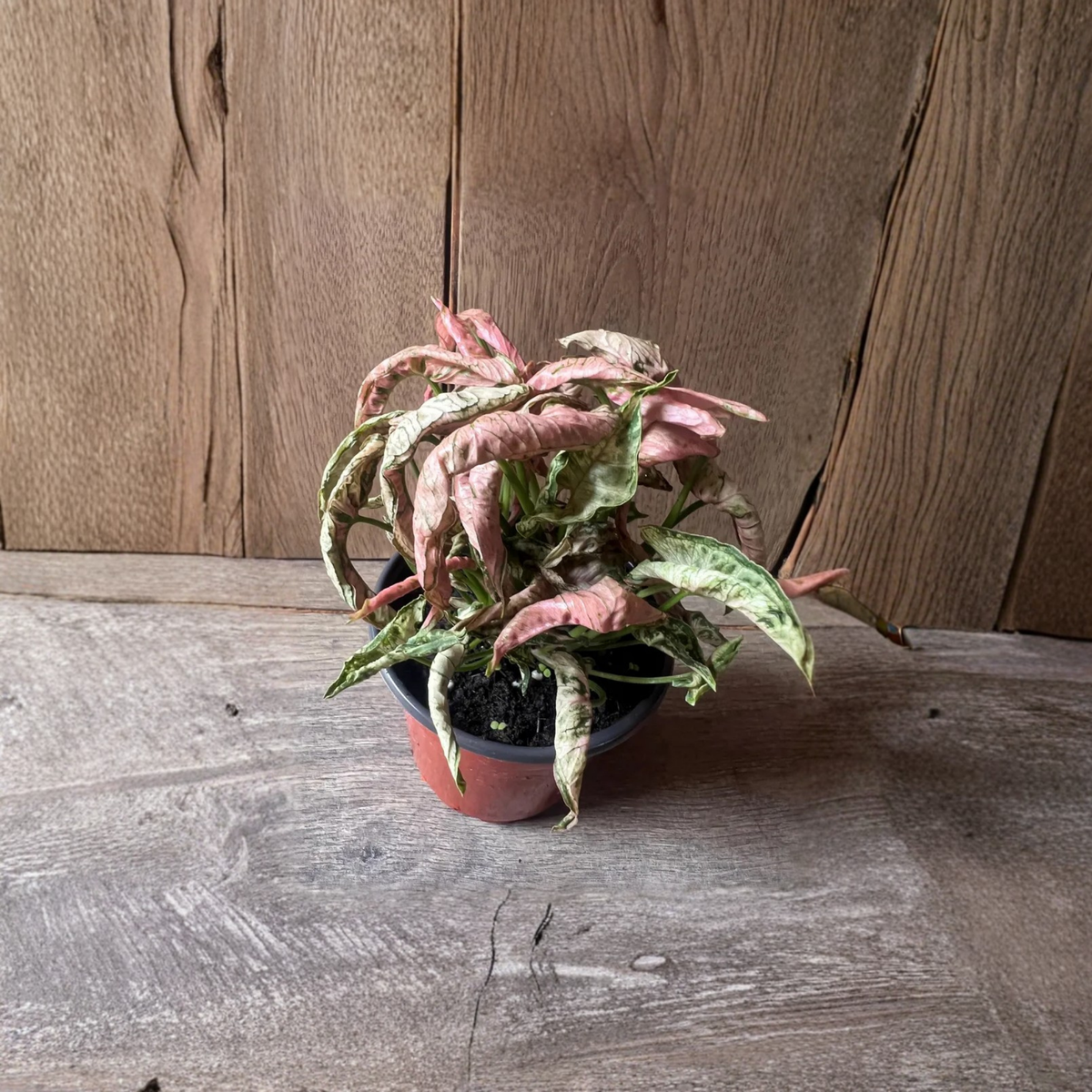 Syngonium Pink Roll Live Plant, Rare Pink Arrowhead Houseplant in 4 Inch Pot, Tropical Pink Foliage Plant for Indoor Decor