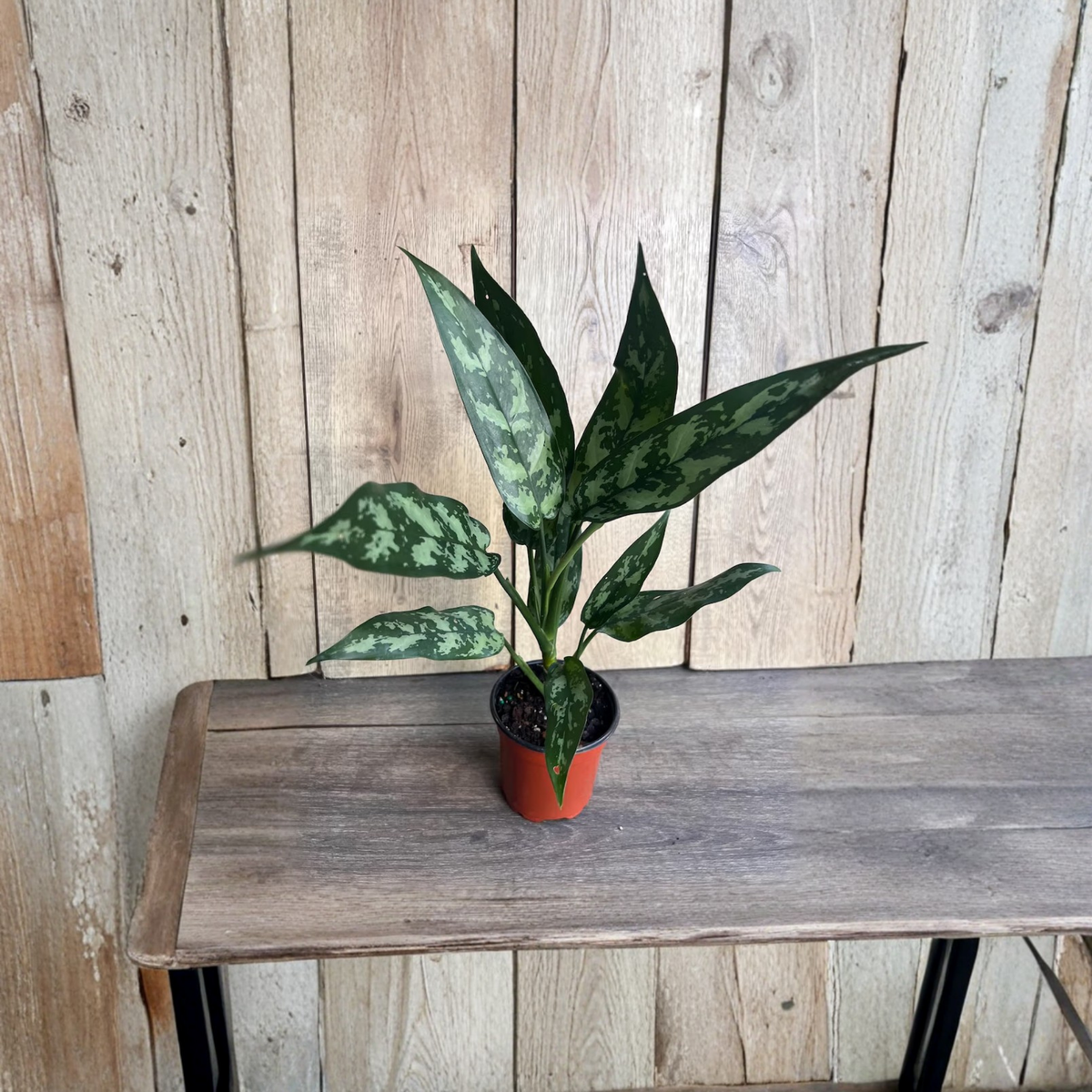 Aglaonema Maria Live Plant, Chinese Evergreen Tigress, 4 Inch Pot, Patterned Green Foliage, Easy Care Indoor Tropical Houseplant