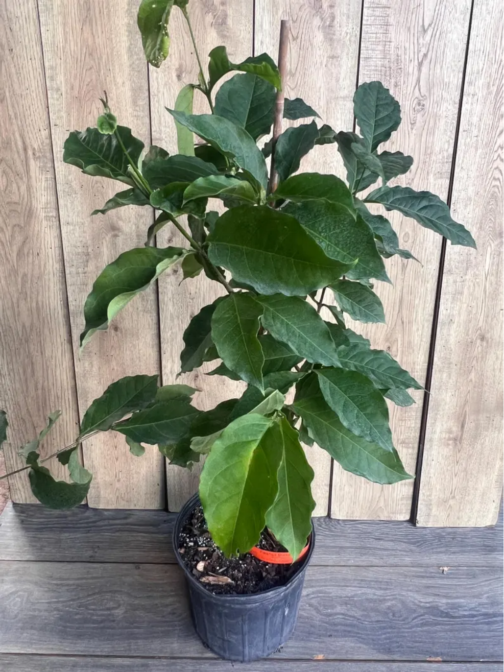Peanut Butter Fruit Tree Live Plant, Bunchosia glandulifera in 3 Gallon Pot, Rare Tropical Edible Fruit Tree for Home Garden