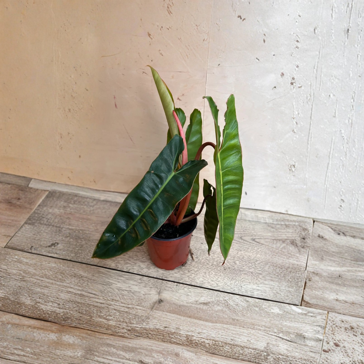 Philodendron Billietiae Live Plant, Rare Tropical Aroid, Long Leaf Houseplant, Climbing Philodendron, 4 Inch Pot, Plant Collector Gift