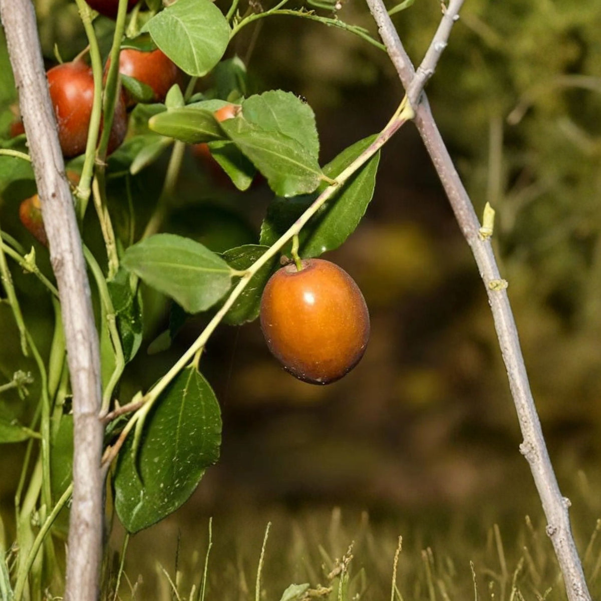 Sugar Cane Jujube Grafted Live Tree, 3–4 Feet Tall, Bigger Trunk, Extra Sweet Fruit, Ziziphus jujuba, 3 Gallon Pot