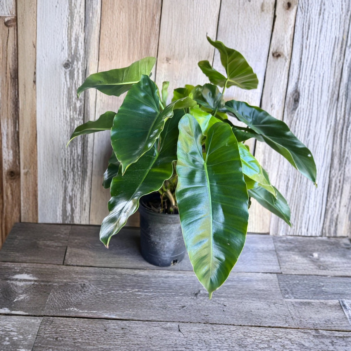 Philodendron Burle Marx Live Plant, Tropical Green Foliage Houseplant, Easy Care Aroid, Glossy Leaf Indoor Plant, 6 Inch Pot