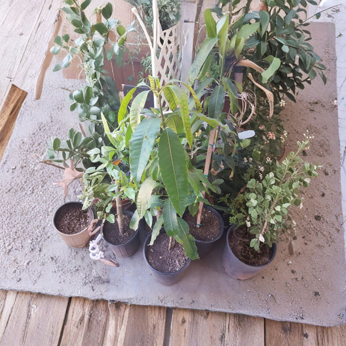 Florigon Grafted Mango Tree β 1β2 Feet Tall, 6-Inch Pot