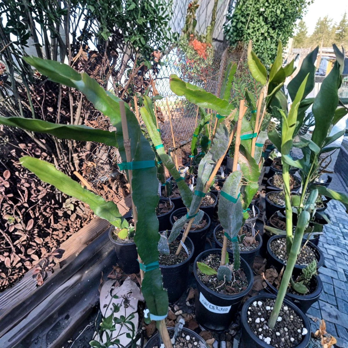 Physical Graffiti Dragon Fruit Live Plant – 1 Foot Tall, 6-Inch Pot