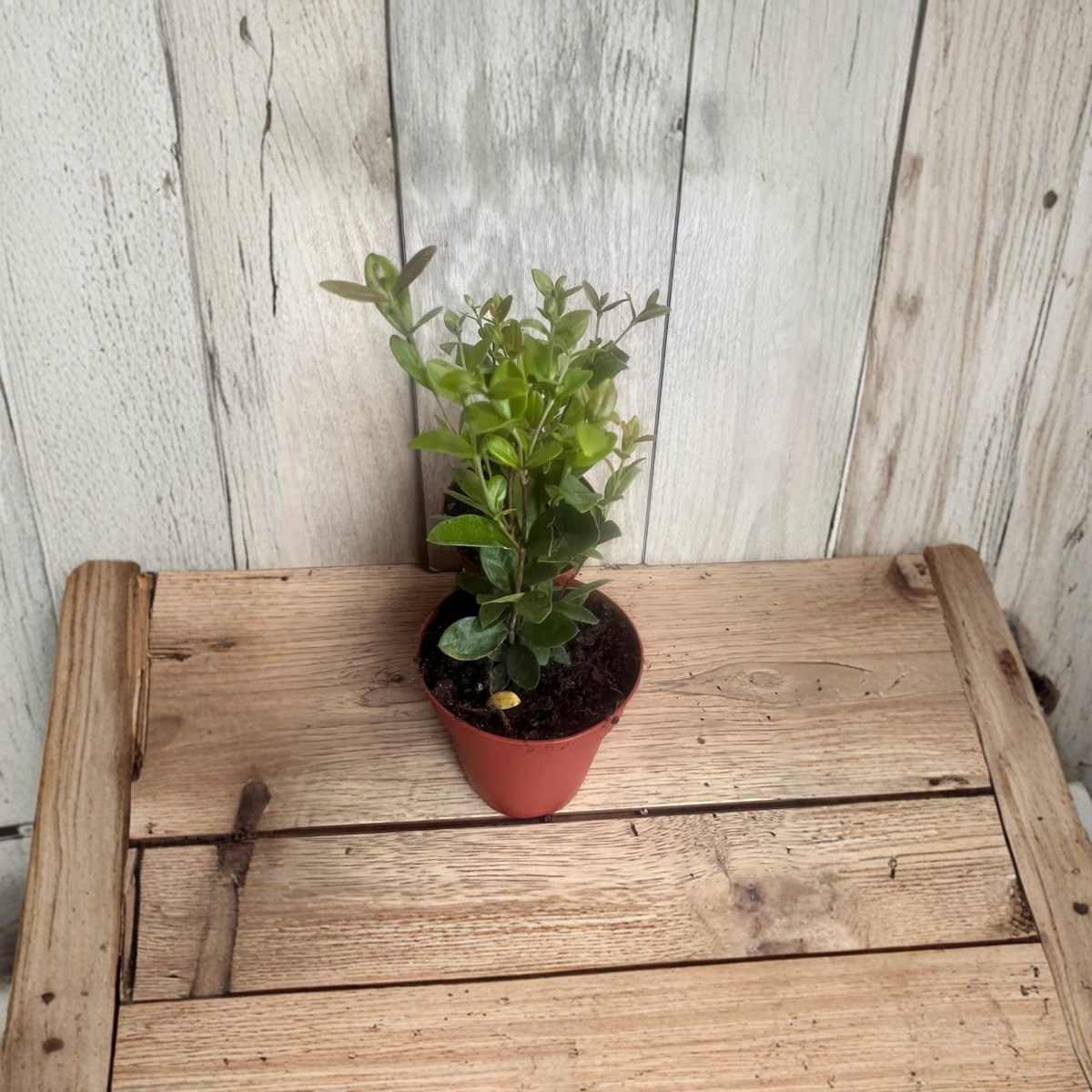 Wax Myrtle Live Plant, Southern Wax Myrtle, Morella Cerifera, Bayberry Evergreen Shrub, Aromatic Foliage, 4 Inch Pot