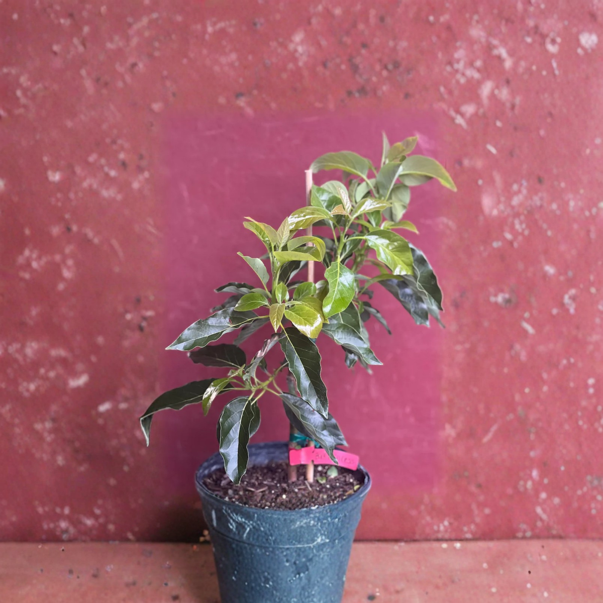Black Princess Avocado Tree Grafted Live Plant, 3 Gallon Pot, Dark Skinned Avocado Fruit Tree, Cold Tolerant Avocado for Home Orchard