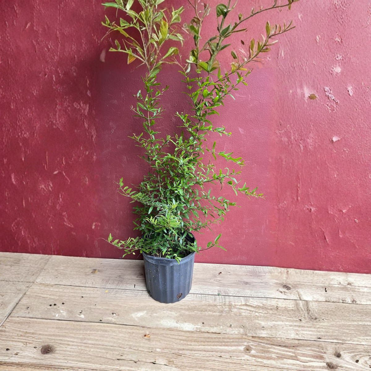 Winter Mexican Avocado Tree Grafted Live Plant, 3 Gallon Pot, Cold Tolerant Avocado Fruit Tree, Creamy Avocado for Home Orchard