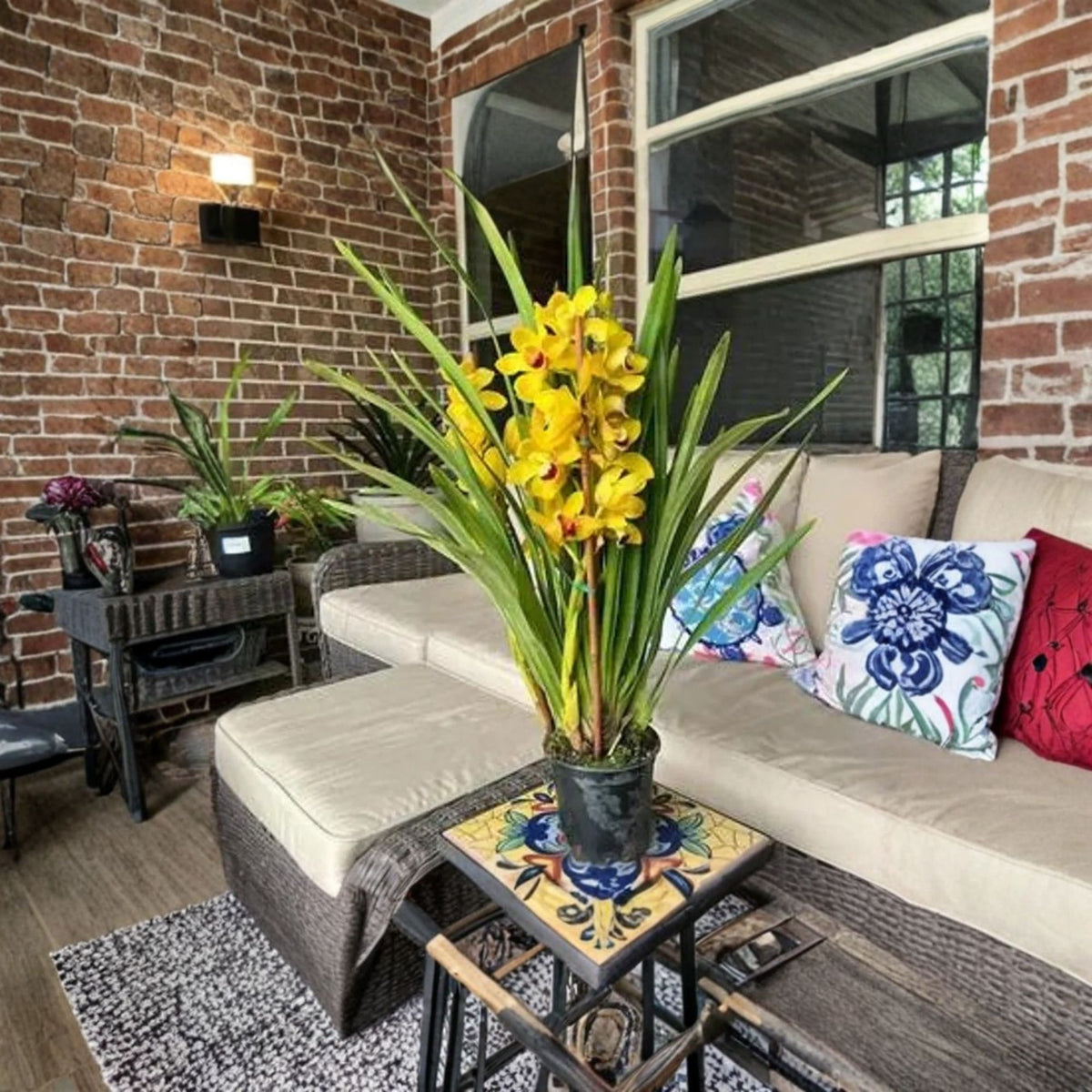 Yellow Cymbidium Orchid Live Plant, 1–2 Feet Tall, 2 Bulbs, Potted Orchid, 6 Inch Pot, Spring Blooming Orchid