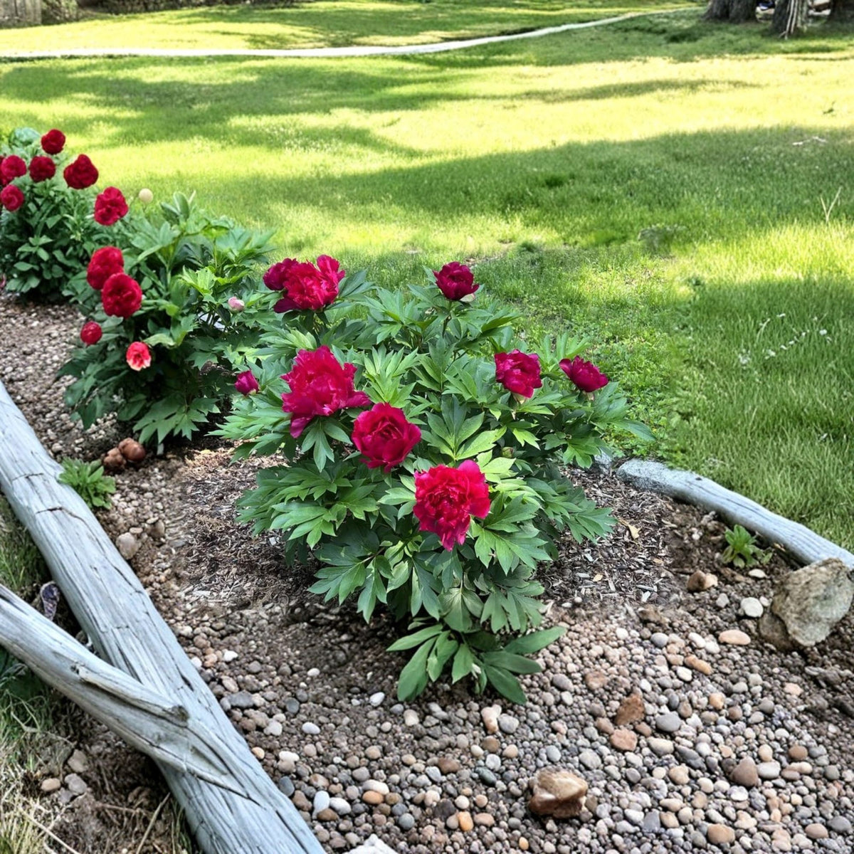 Garden Candy Candy Apple Itoh Peony Live Plant, Deep Magenta Red Double Blooms, 1 Foot Tall, Perennial Flower, 6 Inch Pot