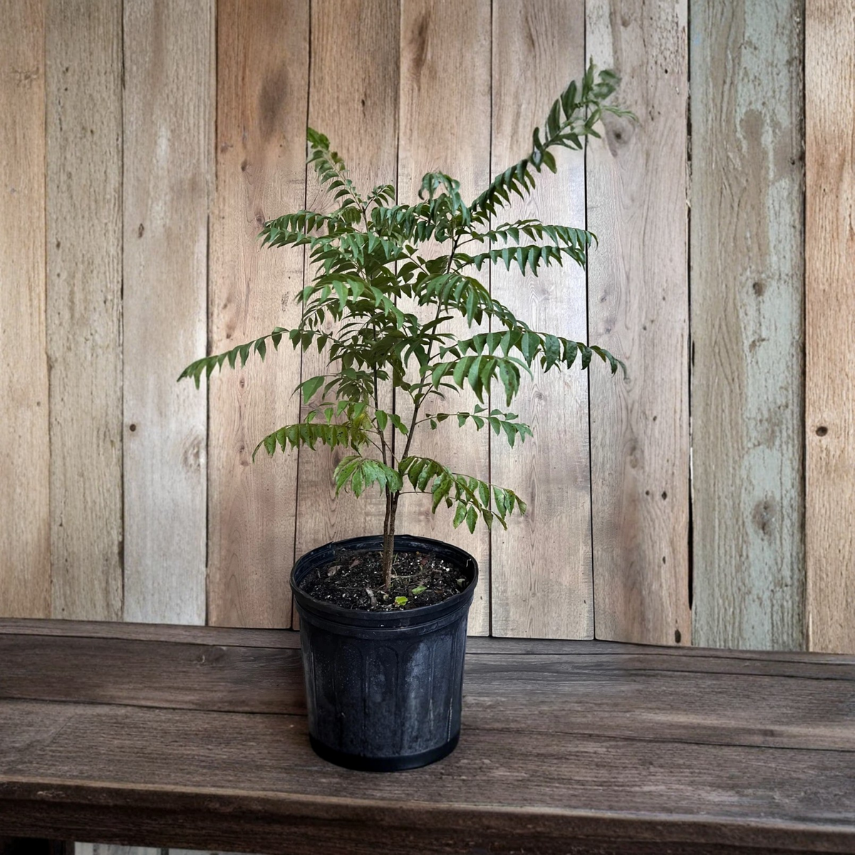 Curry Leaf Plant Live, Murraya Koenigii in 10 Inch Pot, Indian Curry Tree, Fresh Aromatic Leaves, Tropical Culinary Herb Plant