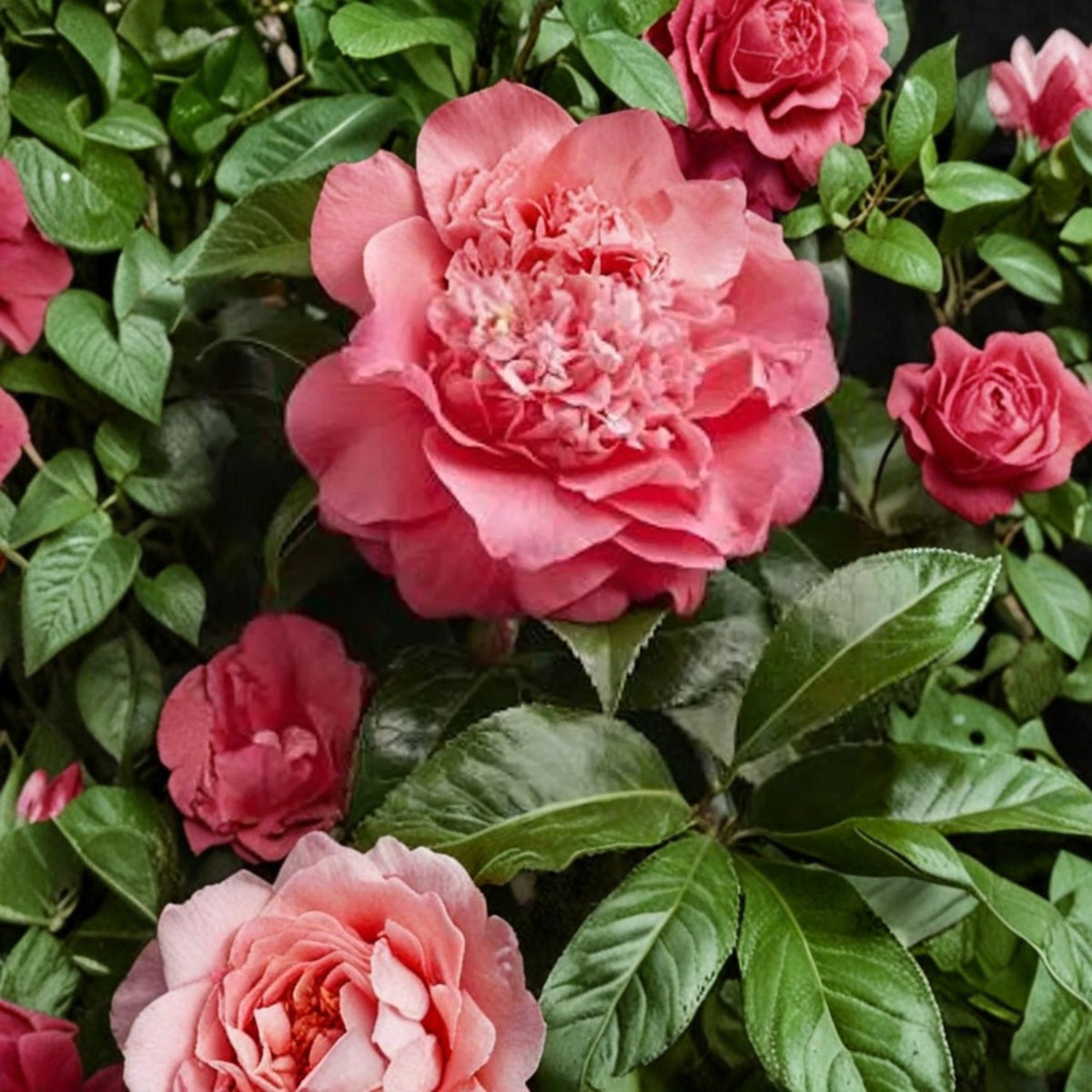Kumasaka Camellia Live Plant, Camellia japonica, Rose Form Peony Form Flowers, Cold Hardy Evergreen Shrub, 1 Foot Tall, 6 Inch Pot