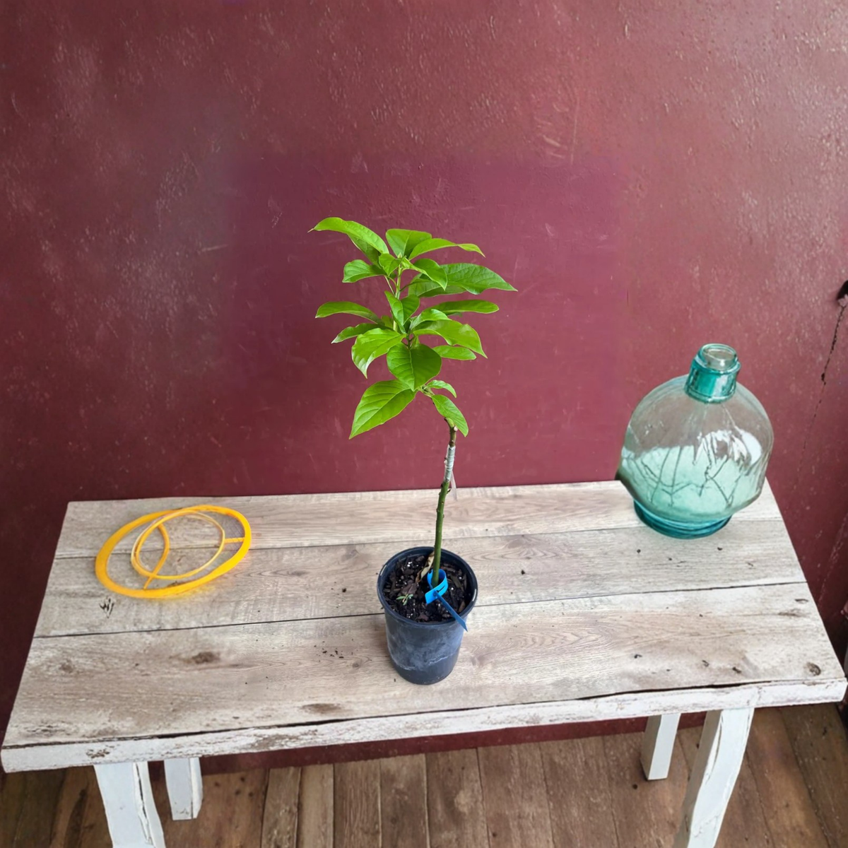 Donnie Avocado Tree Grafted Live Plant, 6 Inch Pot, Persea Americana, Tropical Fruit Tree, Home Garden and Patio Plant