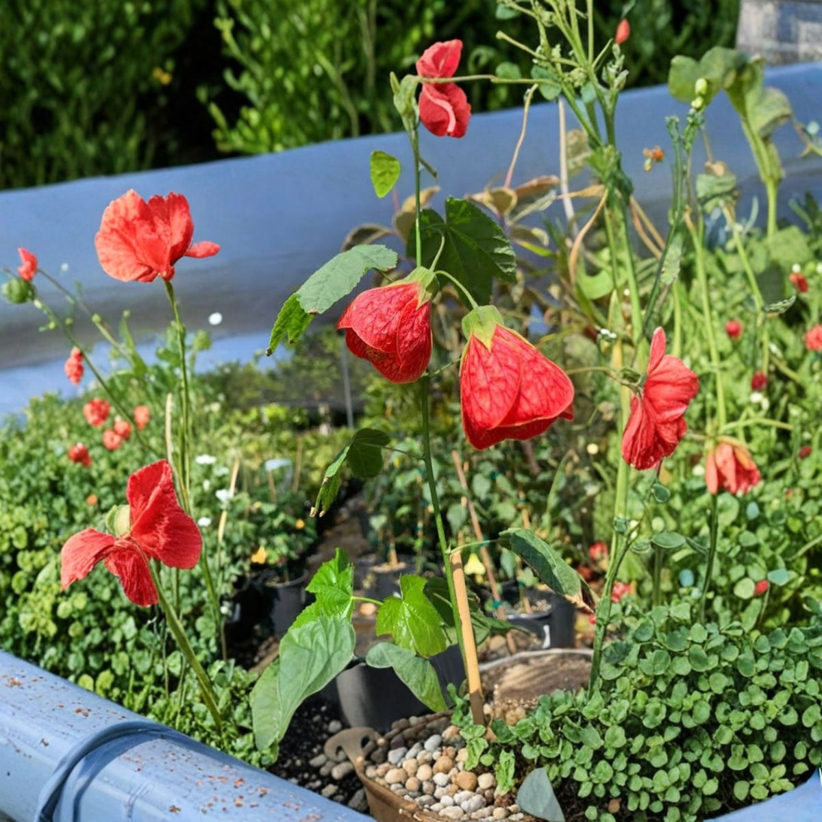 Abutilon Sangria Live Plant, Coral Bell-Shaped Flowers, Red Veined Flowering Shrub, Flowering Maple, 1–2 Feet Tall