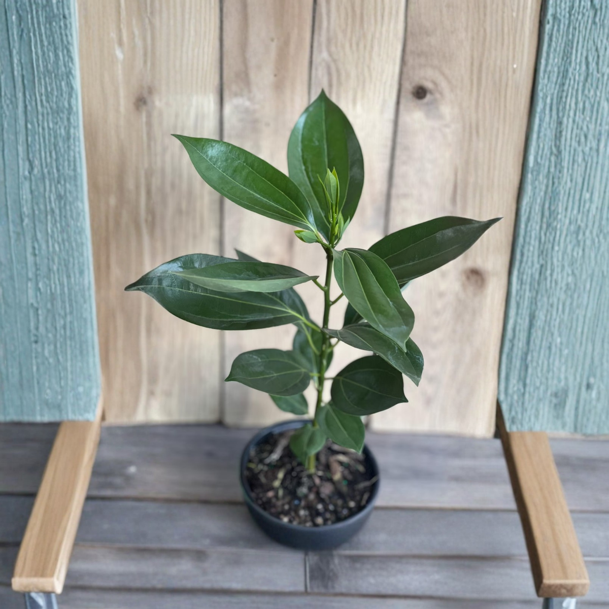 Ceylon Cinnamon Tree Live Plant, Cinnamomum verum, True Cinnamon Spice Tree, Aromatic Tropical Evergreen, 6 Inch Nursery Pot
