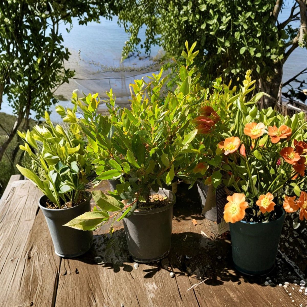 Arbutus unedo Live Plant, Strawberry Tree, Evergreen Ornamental Tree, White Flowers, Red Berries, 1 Foot Tall, 6 Inch Pot