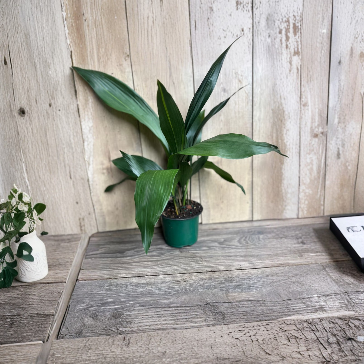 Cast Iron Plant Live, Aspidistra Elatior, 6 Inch Pot, Low Light Houseplant, Easy Care Green Foliage, Shade Loving Indoor Plant