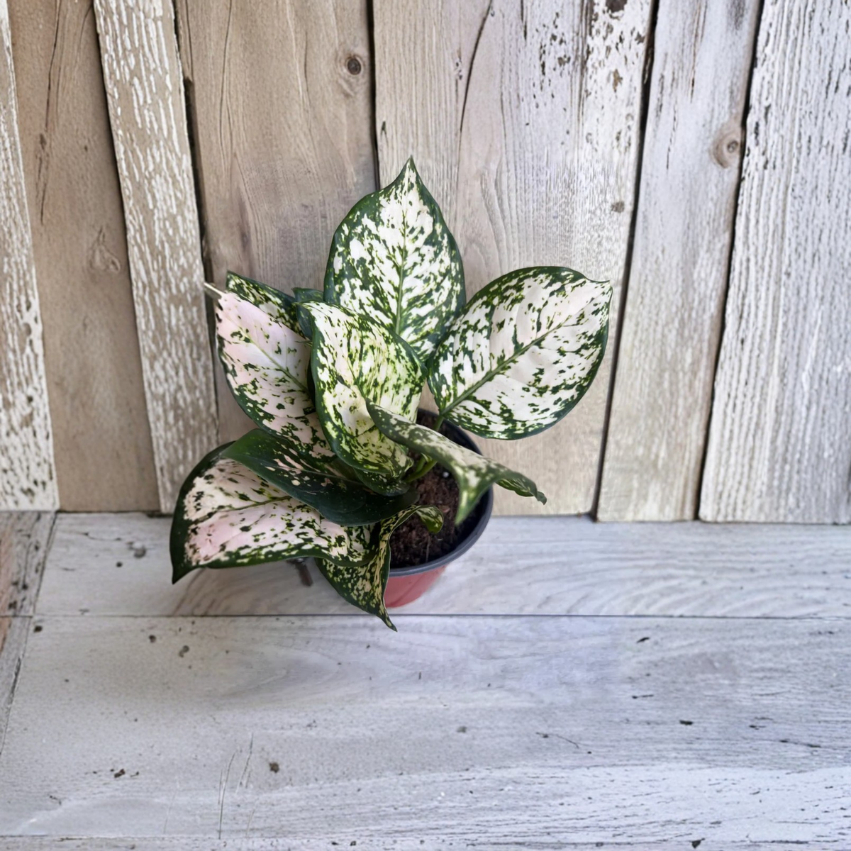 Aglaonema White Eileen Live Plant, Chinese Evergreen in 6 Inch Pot, Creamy White Green Foliage, Easy Care Indoor Houseplant